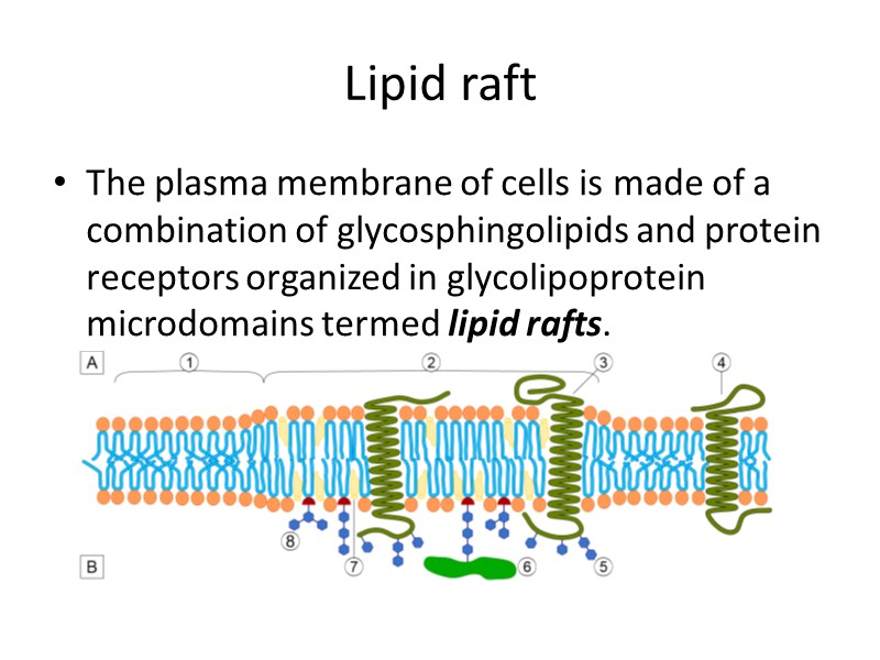 Lipid raft The plasma membrane of cells is made of a combination of glycosphingolipids